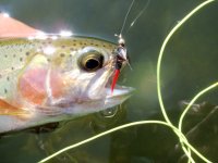 Flies for Aztec trout