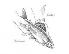 How important is catch and release?