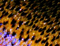 Pristine conditioned fish