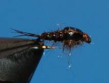 Baetis nymph with darkened wing case ready to emerge