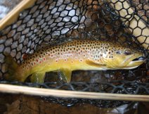 Brown trout caught on the Baetis nymph ready to emerge