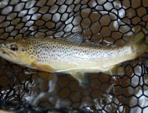 Brown trout caught on the Baetis Emerger.