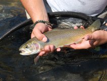 My son with a South Fork cutthroat