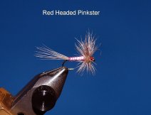 Red Headed Pinkster