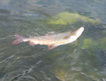 A beautiful San Grayling