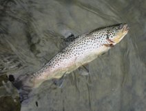 A lovely San Trout