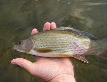 Another grayling from San