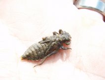 “Gomphus” Dragonfly