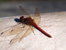 “Libellulidae” Dragonfly Adult