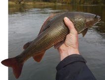 Grayling from river Dee