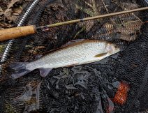 Grayling from river Dee