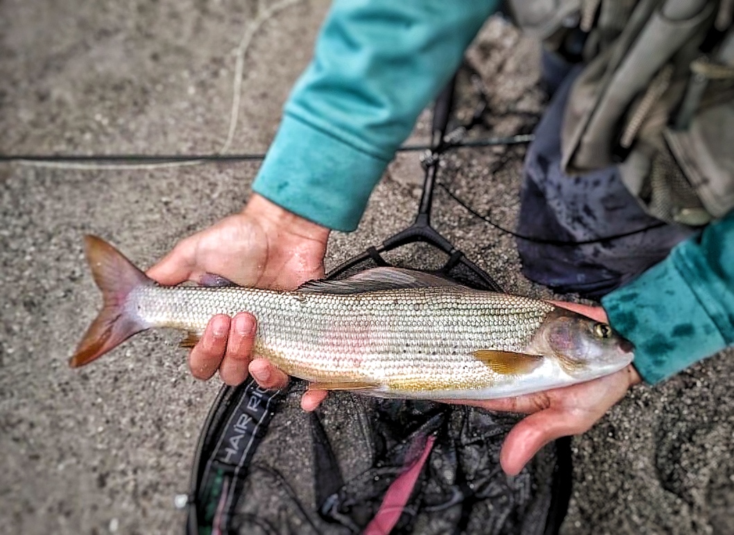 Grayling Flies | Fulling Mill | CzechNymph.com