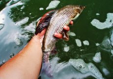 Fly Fishing For Grayling - The Right Fishing Tactics & Techniques For Grayling - Article