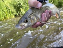 Coarse fish (Nase) on a MOP fly