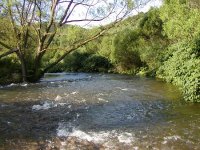 Flies for high water