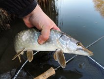 Small December pike couldn't resist small perch streamer and now is ready for release!