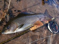 Fly Fishing For Grayling - How To Catch Grayling