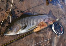 Fly Fishing For Grayling - How To Catch Grayling - Article