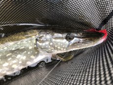 8 Essential Tools For Pike Fly Fishing - Article