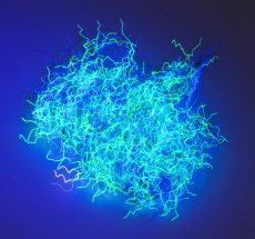 Nuclear Nymph Dubbing With UV Effect - Article