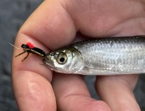 Common bleak caught on Beetle Hi-Vis Black Foam