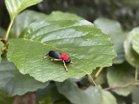 TOP 2 Flies For Warm Summer Evenings