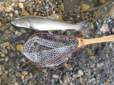 My First Bull Trout - Article