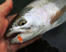 TOP Flies For Stillwater Trout - Article