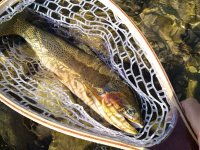 Meet Cutthroat trout