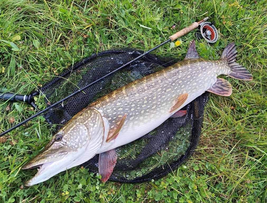 Pike on the Fly - Part 2: Leaders, Flies, and Tools 
