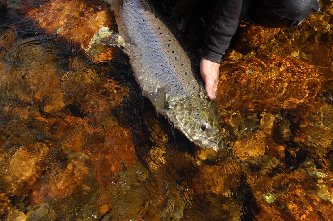 Gaula River | CzechNymph.com