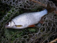 Nature's striking colors are everywhere - rudd