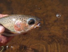 Fishing small spiders on light tippet works great on reservoirs.