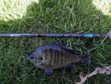 When fishing for trout you can get unexpected visitors.