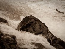 Stealhead heading home