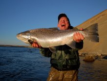 A very fresh an silvery fish caught in the first run of the season