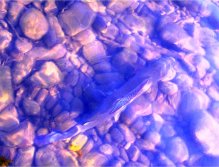 Colors, the essence of graylings