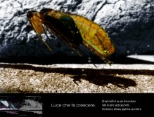 LIGHT THAT CREATES GROWTH. Darkness put all ones senses at the same level. Only the heart beats stronger. With the coming of light something tomorrow will happen