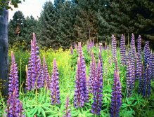 Picture of Lupins because the fish were camera shy