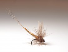 Prosojna - transparent