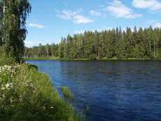 Salmon Pools of Byske River - gallery