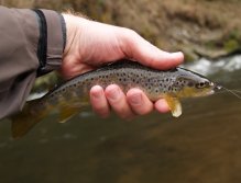 The first brown trout of the season
