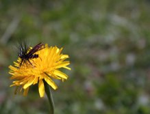 Alder - Great traditional dry fly for daily and evening trout fishing in summer!
