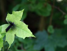 Caddis Black - Lovely big black caddis pattern. Great fly for overgrown parts on the river, where are waiting the biggest of the biggest!