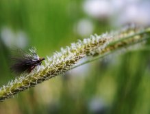 Championship Caddis - Great small and very light natural fly. Trout, grayling and white fish love it!