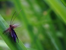 Murrough - Beautiful close imitation of dark brown caddis. Best choice for overgrown places on the river.