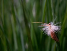 Ultimate Caddis - Cinnamon colored Goddard Sedge with CDC hackles. Very modern and very effective unsinkable dry fly!