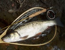 Right choice! But not for trout this time... Huge chub over 50 cm from deep pool.