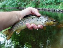 Spotted fighter in all its glory.