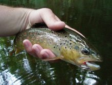 Good start - Nice brown trout couldn't resist a Sedgehammer Red Tag.